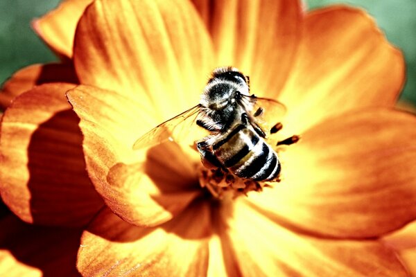 A bee pollinates a beautiful flower