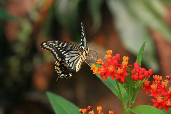 Naturaleza viva. Mariposa de color cebra