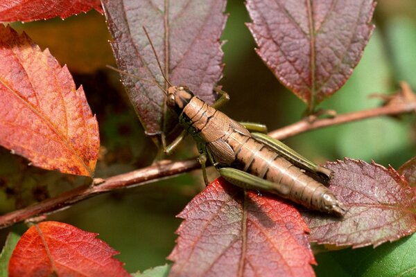 Saltamontes marrón en el follaje de otoño