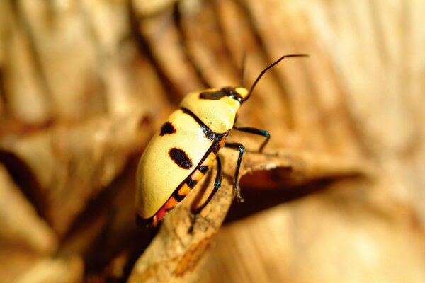 Scarabeo giallo con macchie in natura