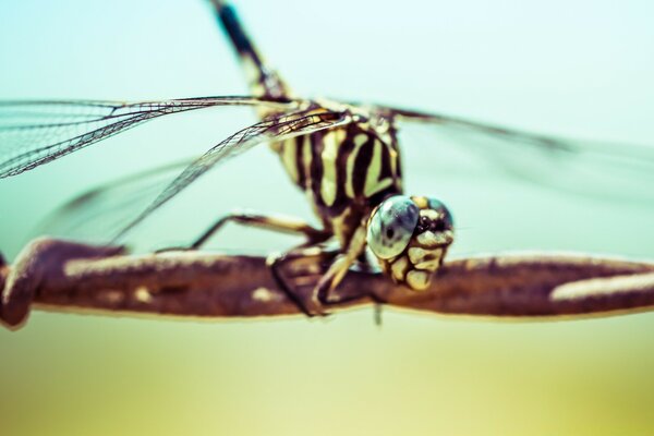 Green dragonfly on barbed wire