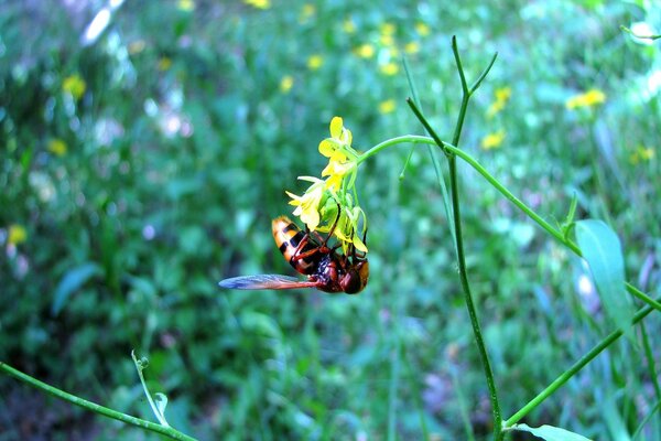 A bee landed on a yellow flower