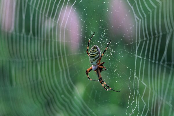 Insekten und alles in dieser Welt