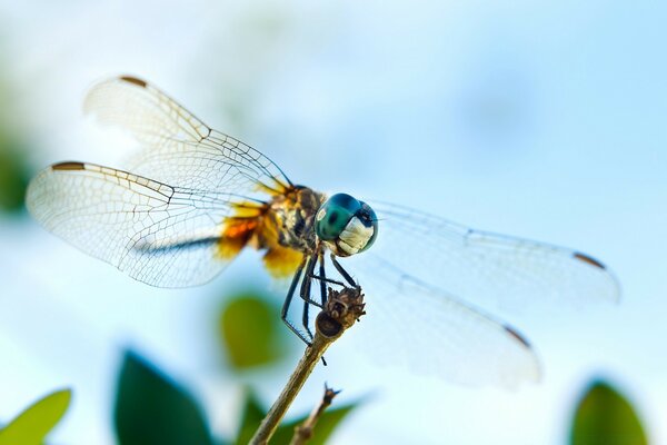 A dragonfly looks out for prey, sitting on the tip of a branch