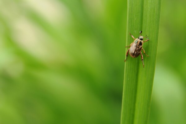 Scarabeo marrone. Insetti in natura