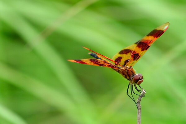 Spotted dragonfly on a grass background