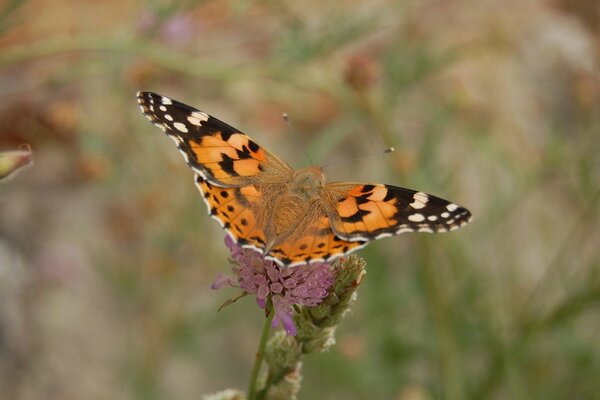 An orange butterfly sits on a pink flower