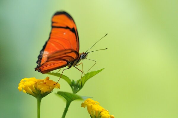 Orangefarbener Schmetterling auf einer gelben Blume