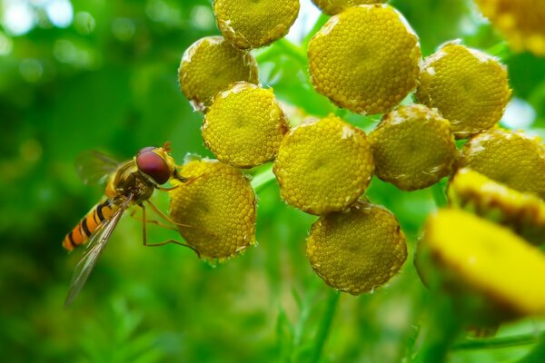 An insect on the grass in summer