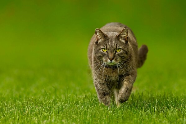 Geoparque doméstico. Un gato valiente, audaz y beligerante