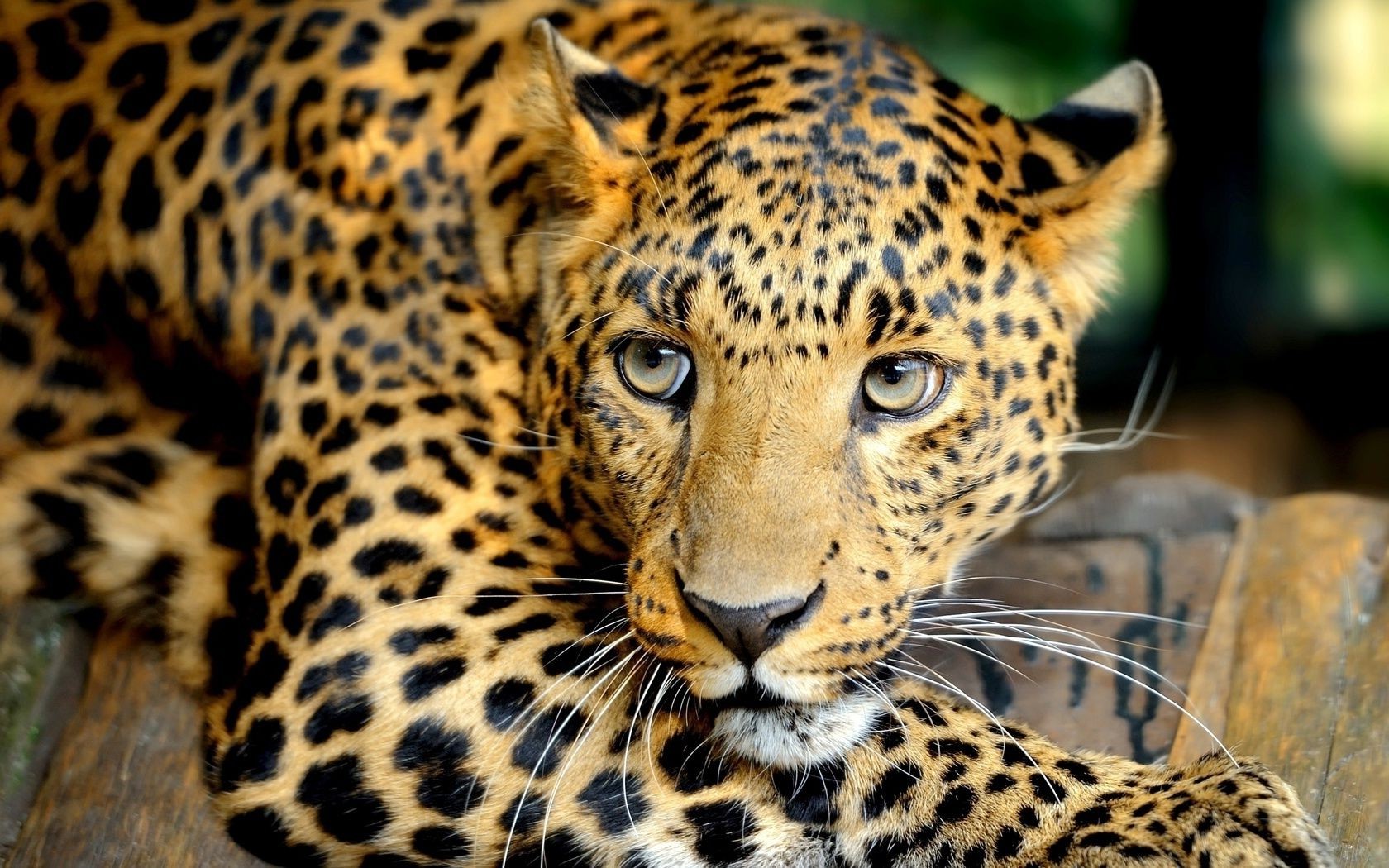 leopardos gato vida selvagem leopardo jardim zoológico mamífero predador animal safari pele selva caçador