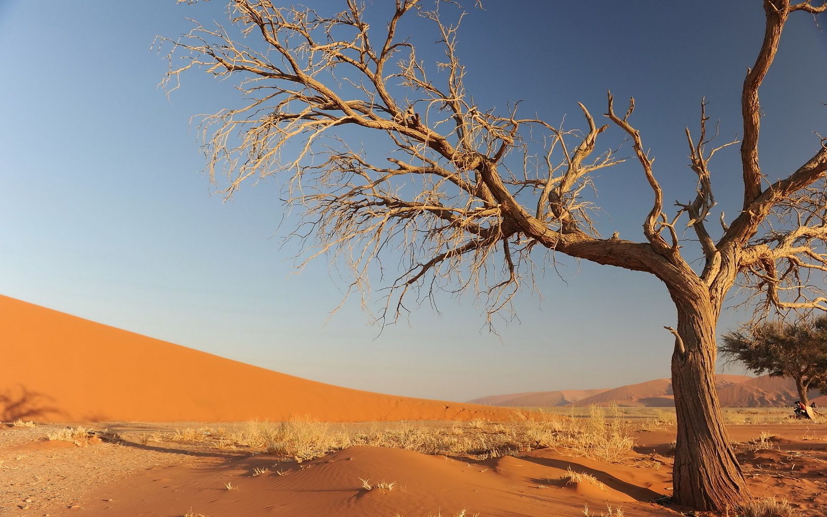 landscapes tree landscape dry nature dawn barren outdoors sky desert sunset alone travel arid drought sun fair weather sand evening dune