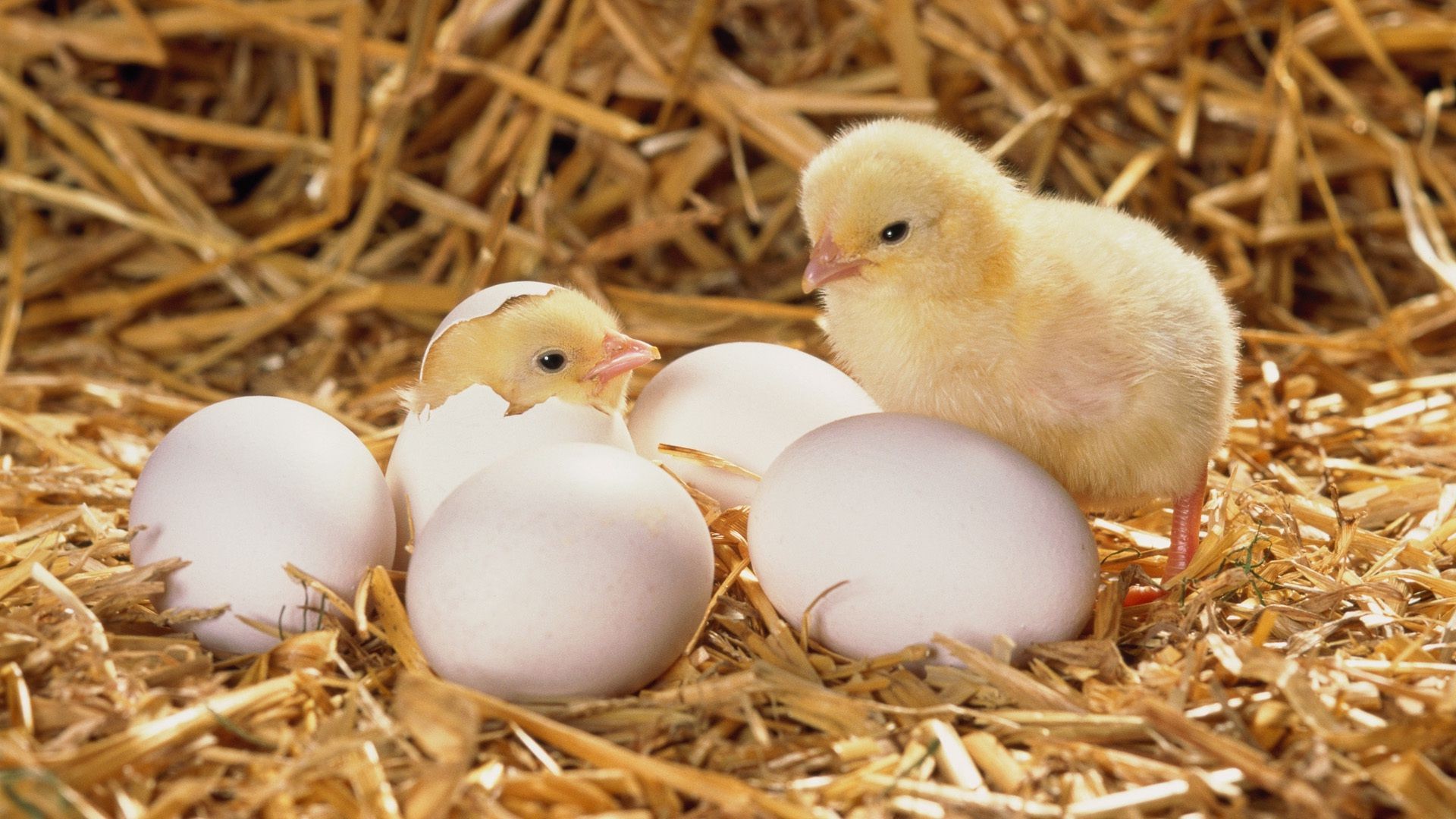 animals easter nest egg dame bird hay poultry hen chicken straw hatch shell farm birth little nature food newborn hatchling