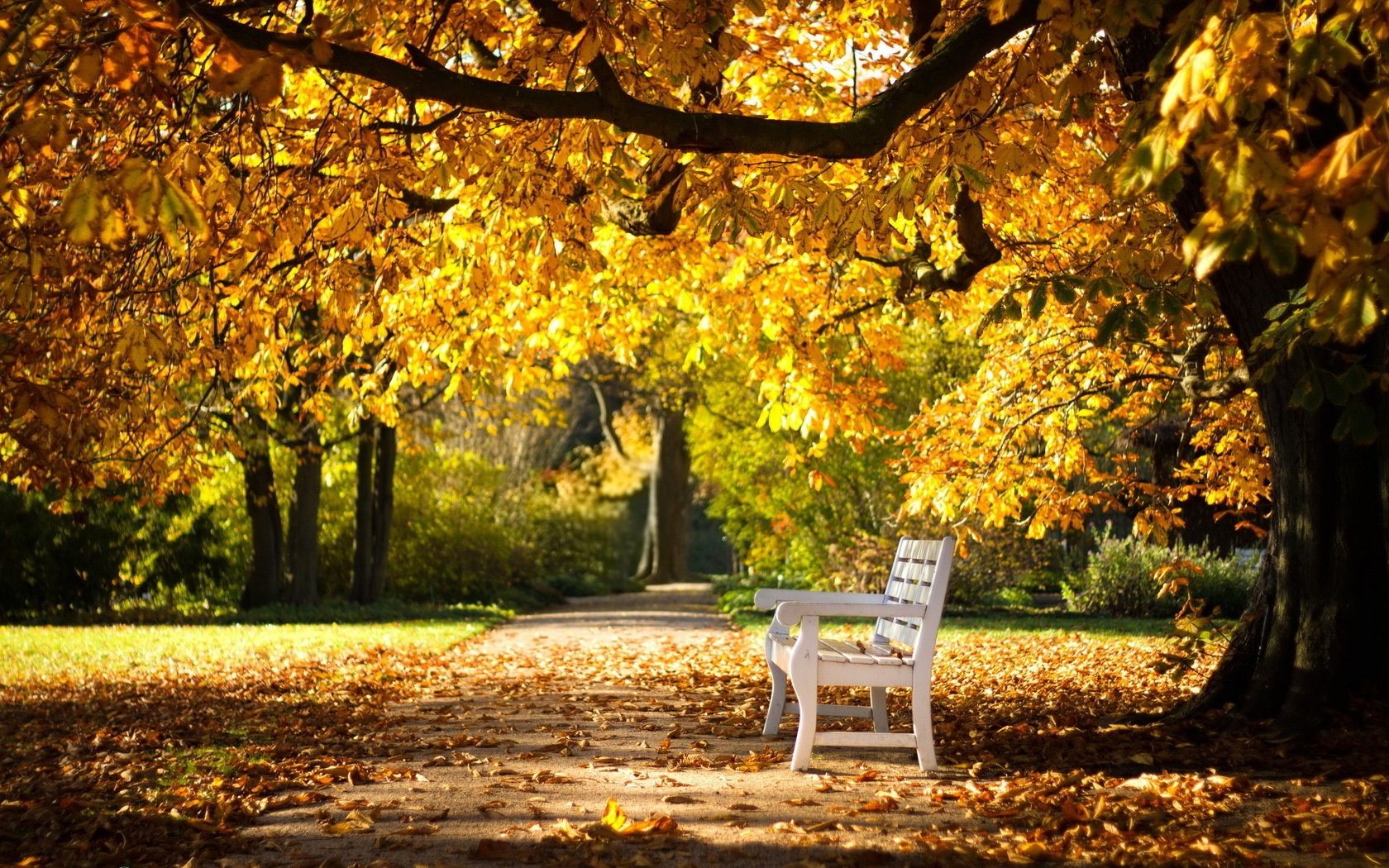 autumn fall leaf tree park bench nature season wood landscape alley guidance outdoors maple footpath scenery scenic avenue branch road scene