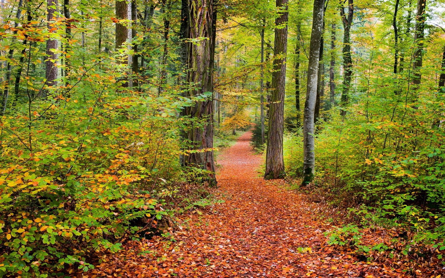 herbst herbst blatt holz natur baum landschaft park saison fußweg ahorn guide landschaftlich landschaft buche umwelt gutes wetter üppig gold im freien szene