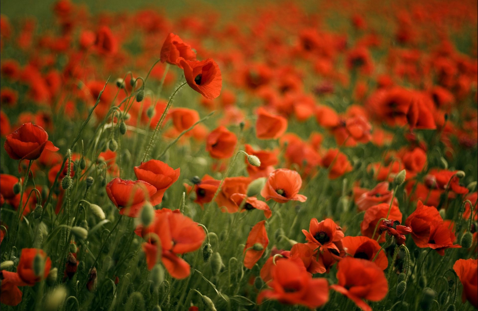 field of flowers flower poppy field flora nature garden leaf summer grass growth floral outdoors rural hayfield color blooming season agriculture fair weather