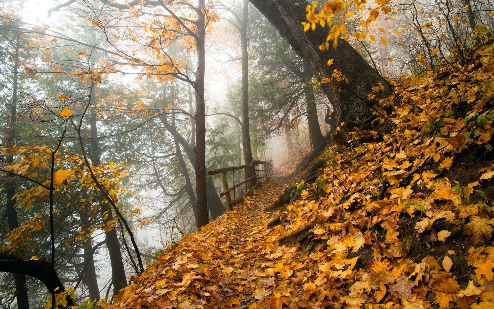 parks fall leaf tree wood season landscape maple nature park branch environment mist scenic outdoors fog change fair weather gold beech