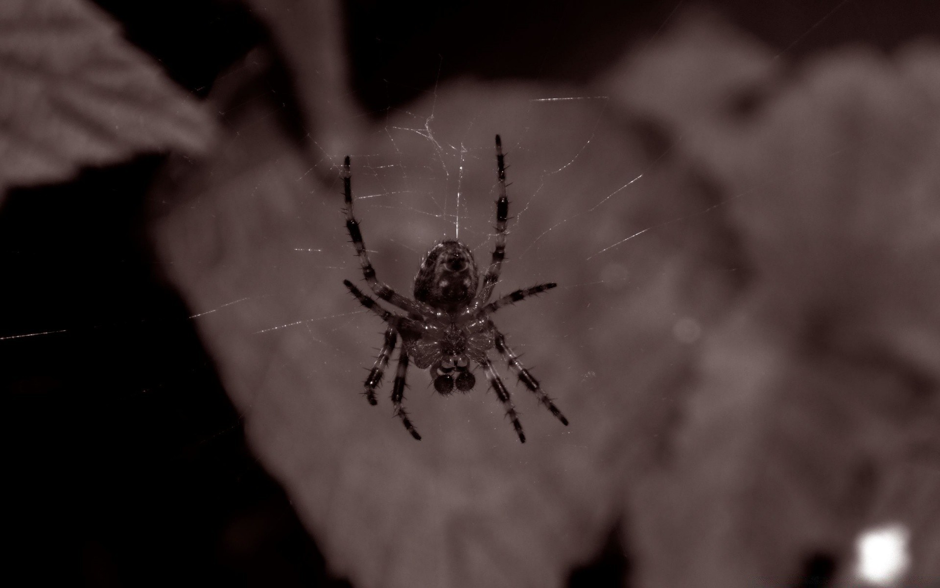 insetti ragno aracnide insetto ragnatela paura spaventoso raccapricciante natura invertebrati all aperto trappola fobia ragnatela fauna selvatica sfocatura raccapricciante pericolo norwegian web