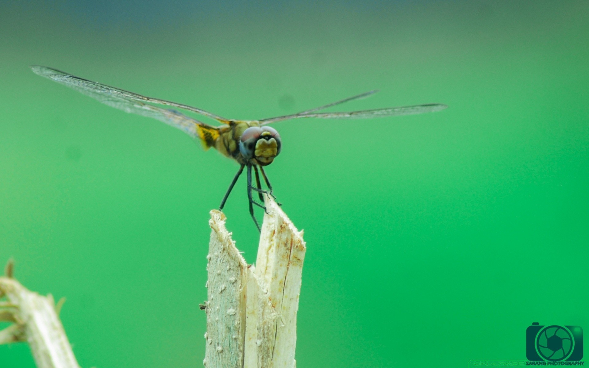 insetos inseto libélula vida selvagem natureza invertebrados ao ar livre voar animal asa