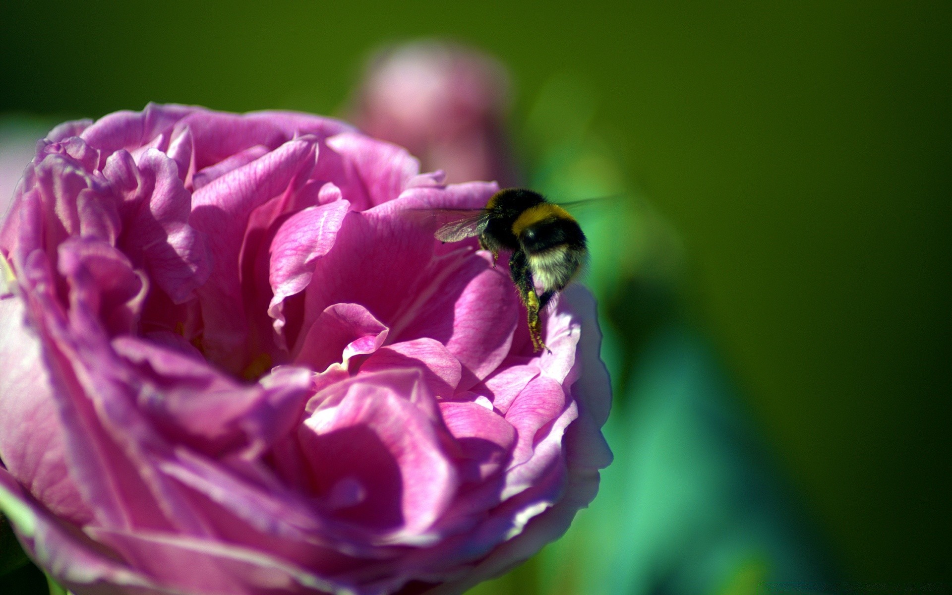 insectes fleur nature flore belle été couleur jardin feuille rose gros plan lumineux