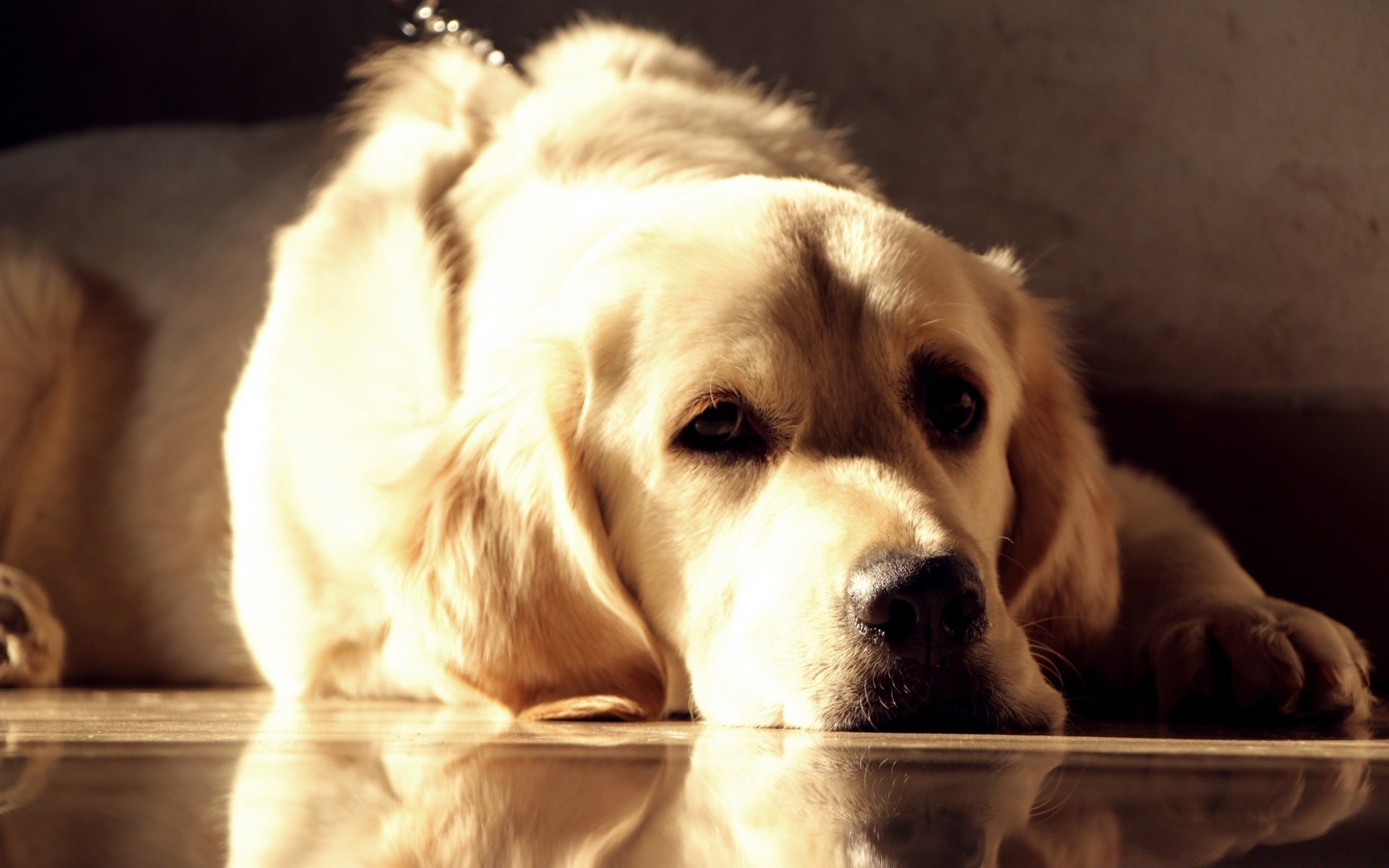 chien chien pet cynologue chiot mammifère mignon animal retriever portrait domestique race pur-sang studio adorable s asseoir