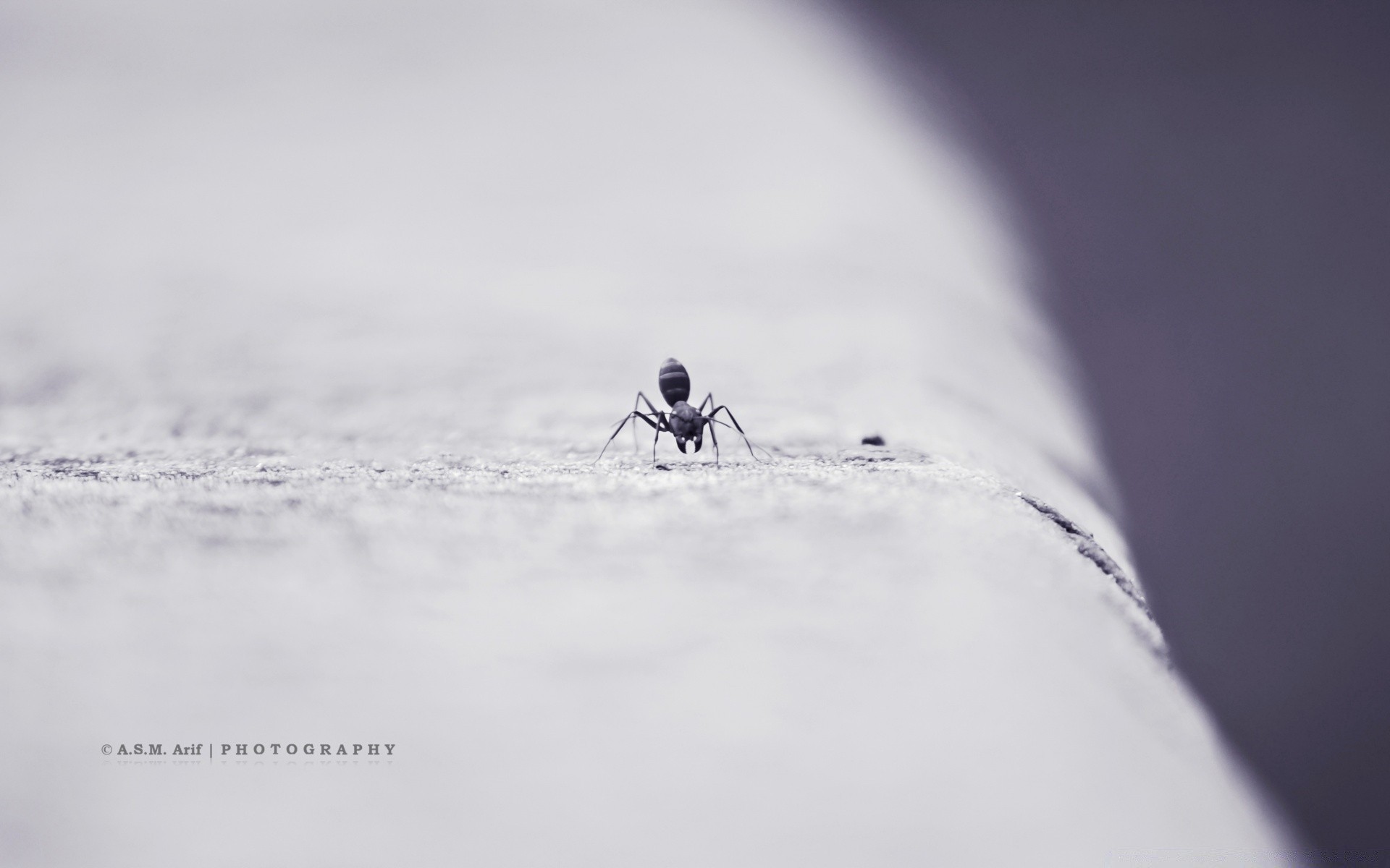 insekten schnee winter natur eis kälte unschärfe im freien aktion landschaft tageslicht