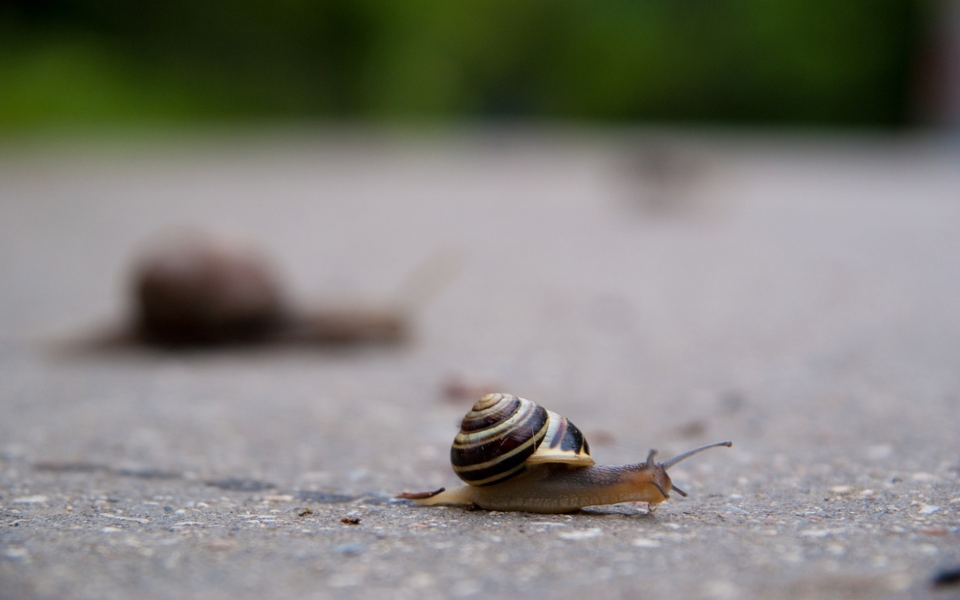 insects snail shellfish gastropod nature slow shell little blur invertebrate outdoors garden slug wildlife beach one wet alone insect slimy