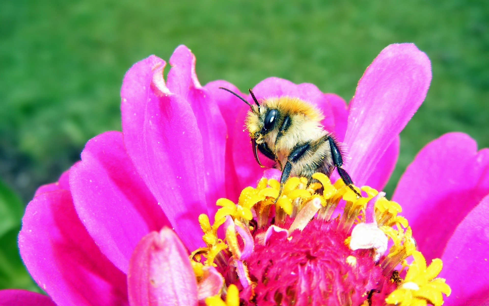 owady natura kwiat pszczoła pyłek lato ogród owad flora płatek kwiatowy miód kolor zbliżenie na zewnątrz jasne zapylanie bluming liść piękne