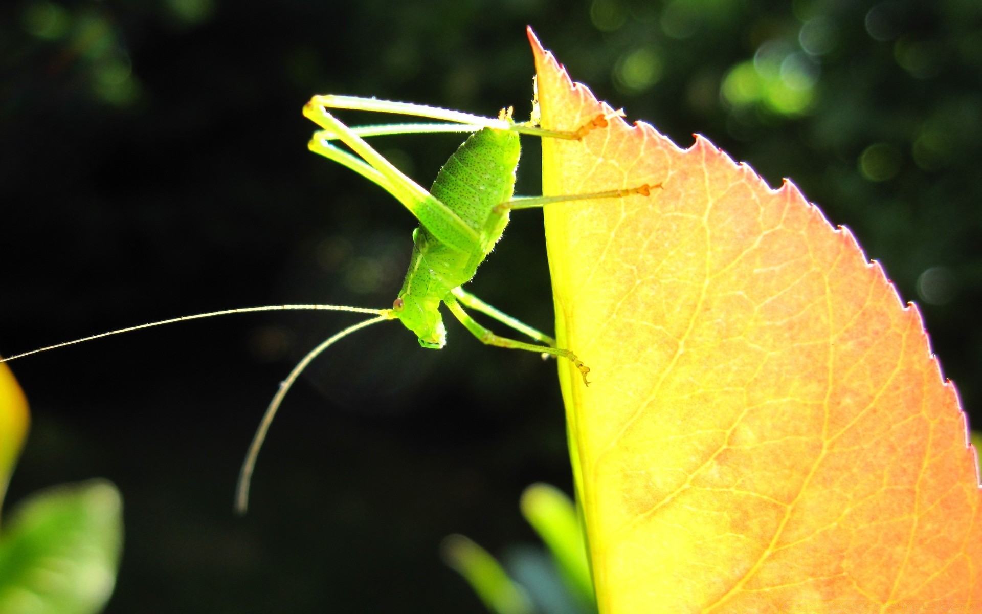 insekten blatt natur insekt flora wirbellose im freien garten sommer schließen farbe wenig antenne biologie tierwelt schmetterling hell heuschrecke in der nähe umwelt