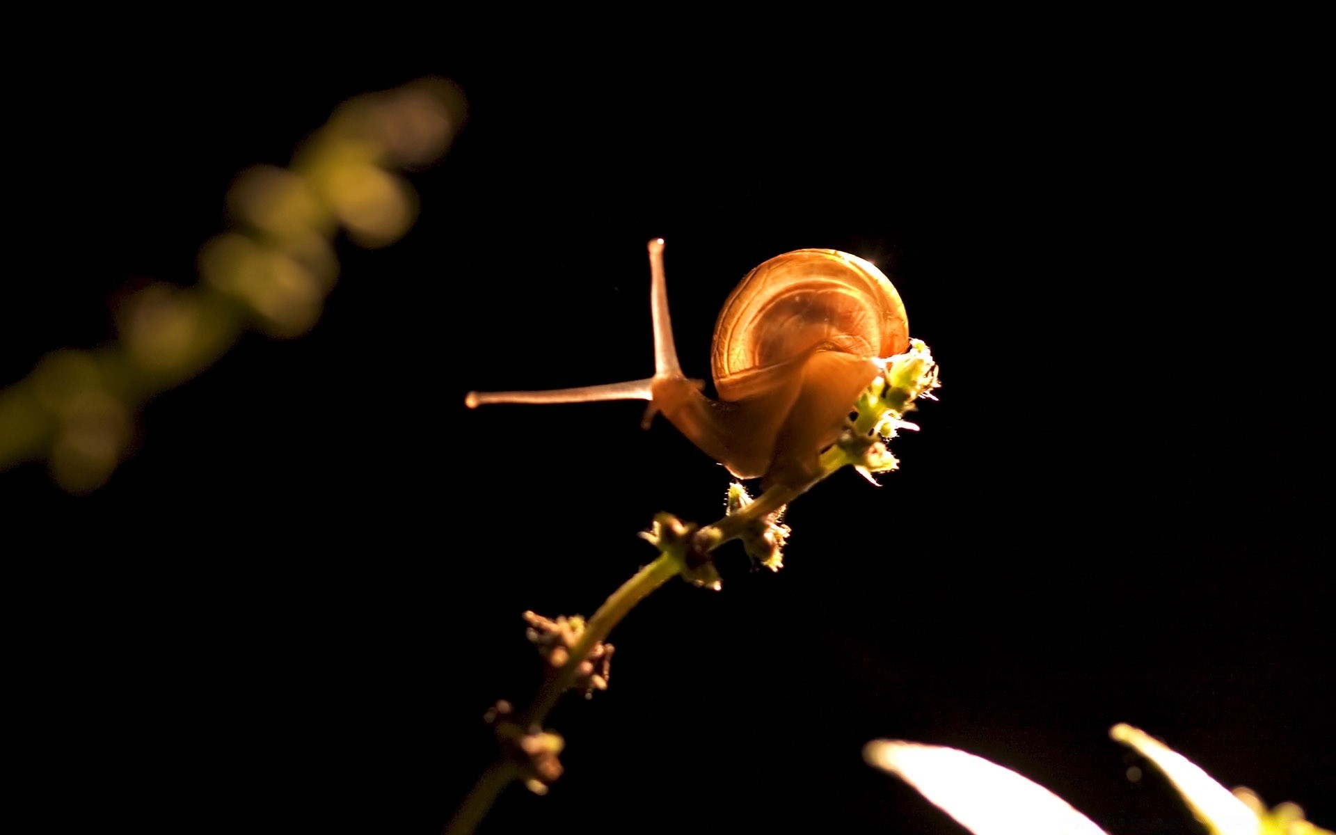 insetti invertebrati singolo insetto natura sfocatura fiore