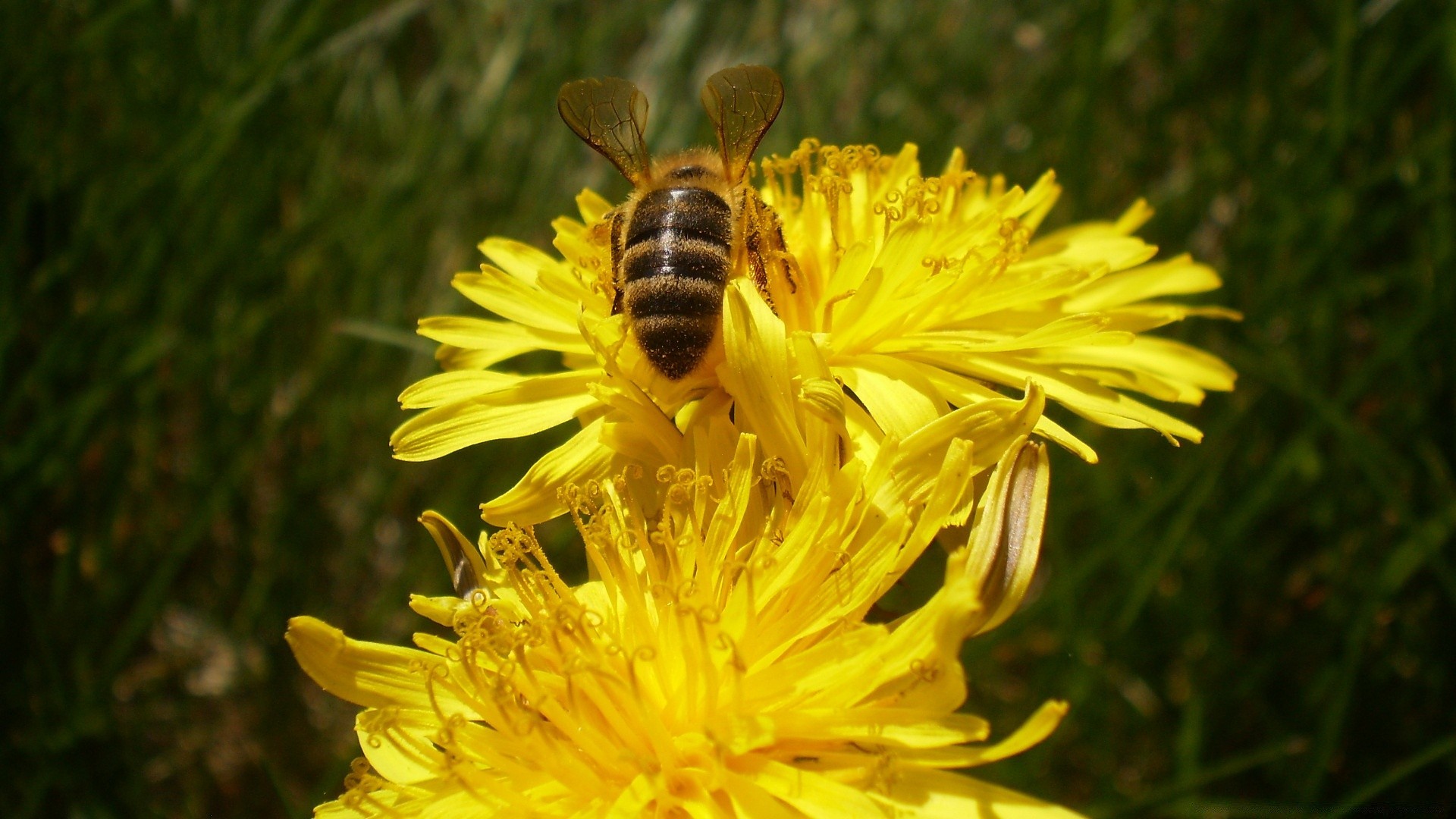 insectes abeille nature insecte fleur miel pollen été à l extérieur nectar sauvage flore abeilles jardin pollinisation herbe foin gros plan champ pissenlit