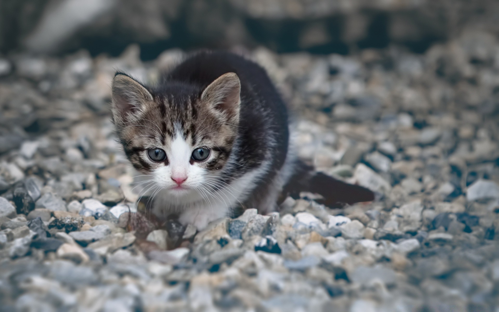 gatos natureza fofa ao ar livre olho pequeno animal