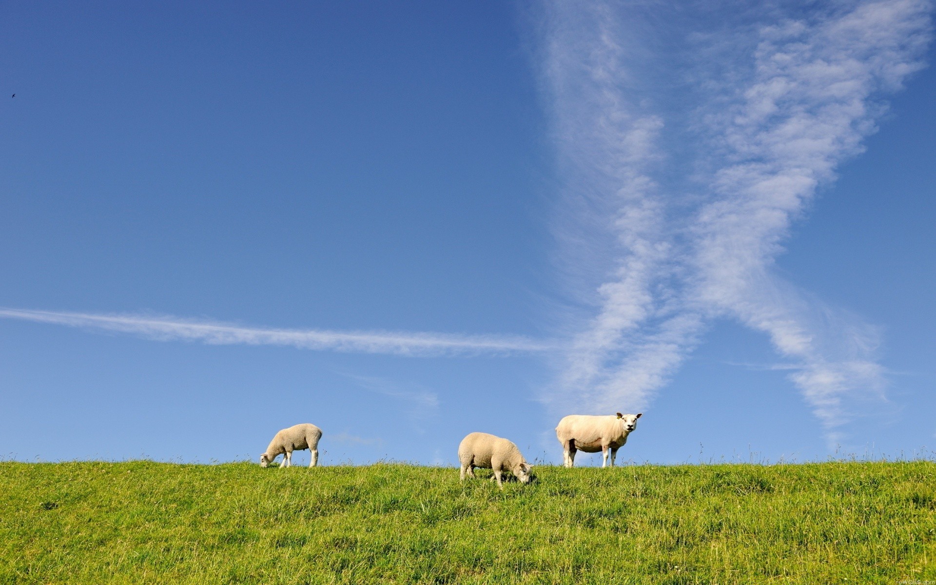 animaux moutons herbe pâturage agriculture campagne en plein air ferme rural champ terres agricoles ciel nature pâturage foin paysage pastoral mammifère été