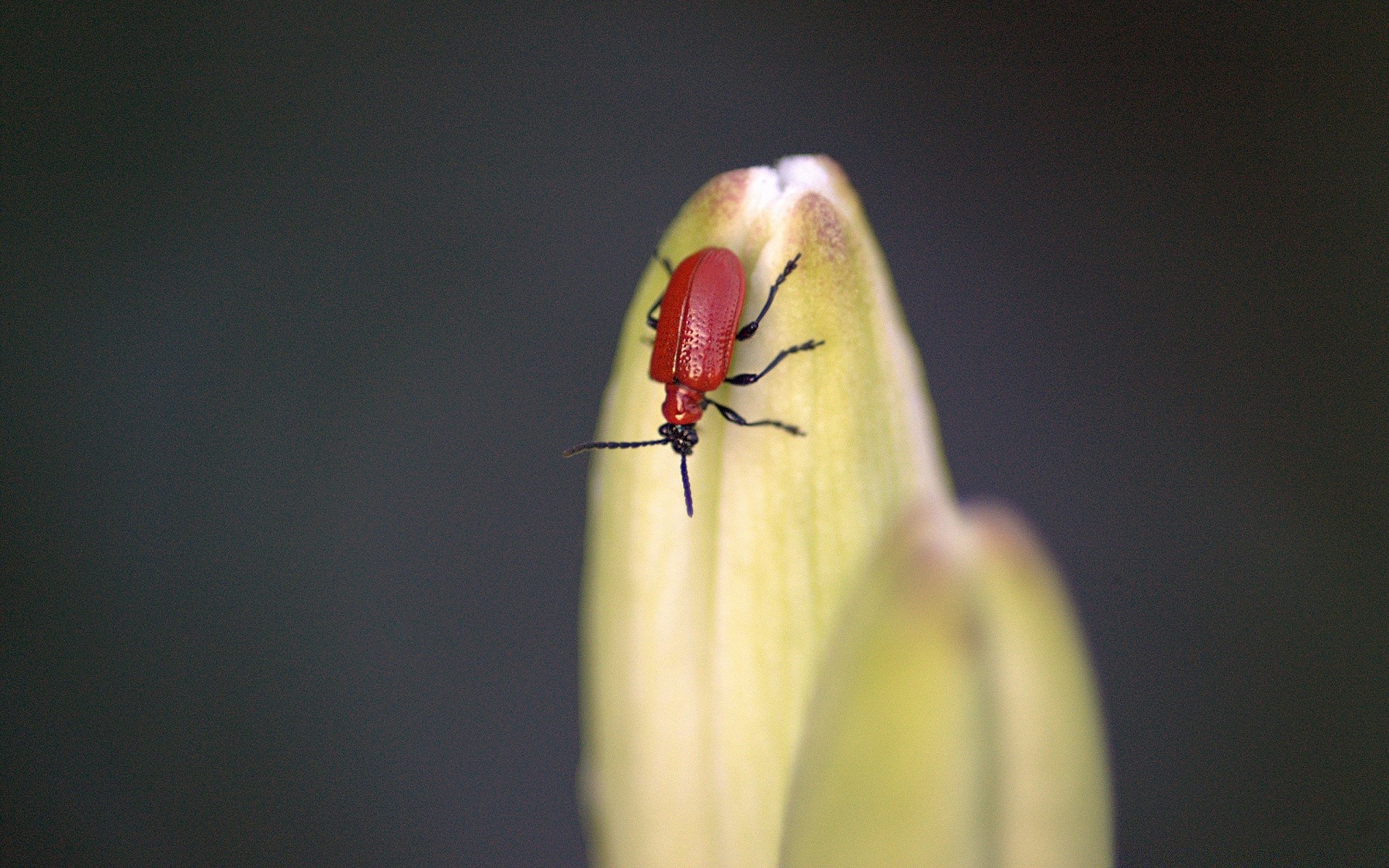 insectos insecto escarabajo mariquita invertebrados vida silvestre