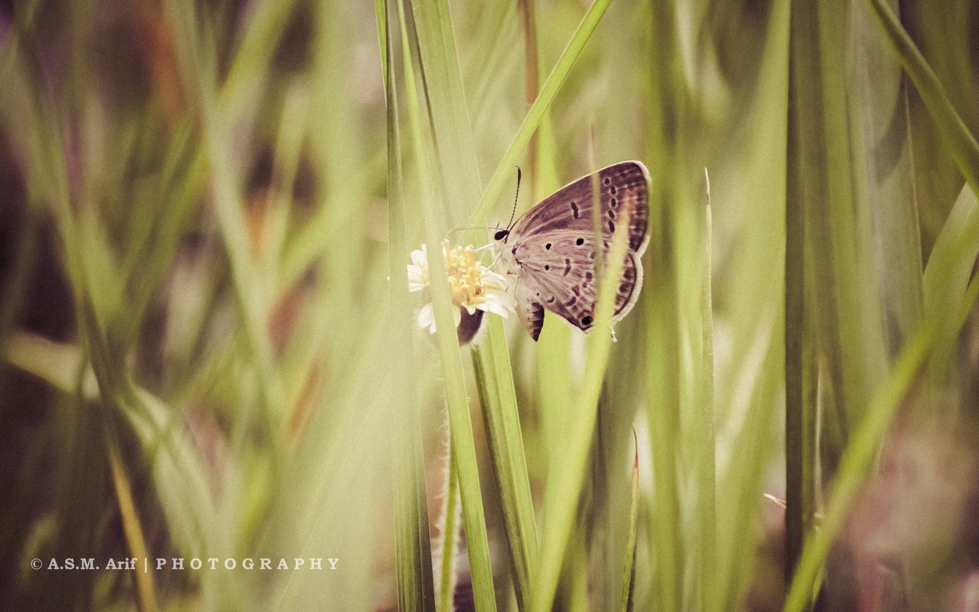 insetos natureza inseto borboleta verão ao ar livre vida selvagem grama animal flora flor folha bom tempo ambiente brilhante temporada jardim