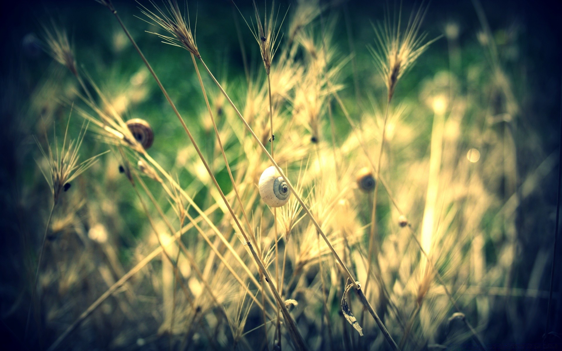 animals field cereal grass rural farm nature wheat seed pasture sun summer hayfield gold crop agriculture growth countryside straw outdoors corn