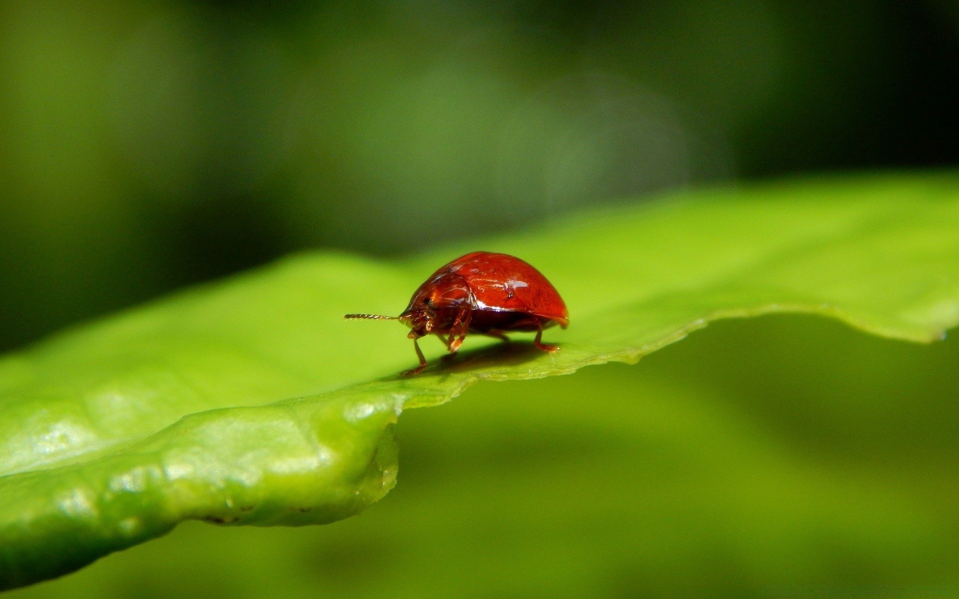 insekten insekt marienkäfer käfer blatt biologie natur regen flora tau garten