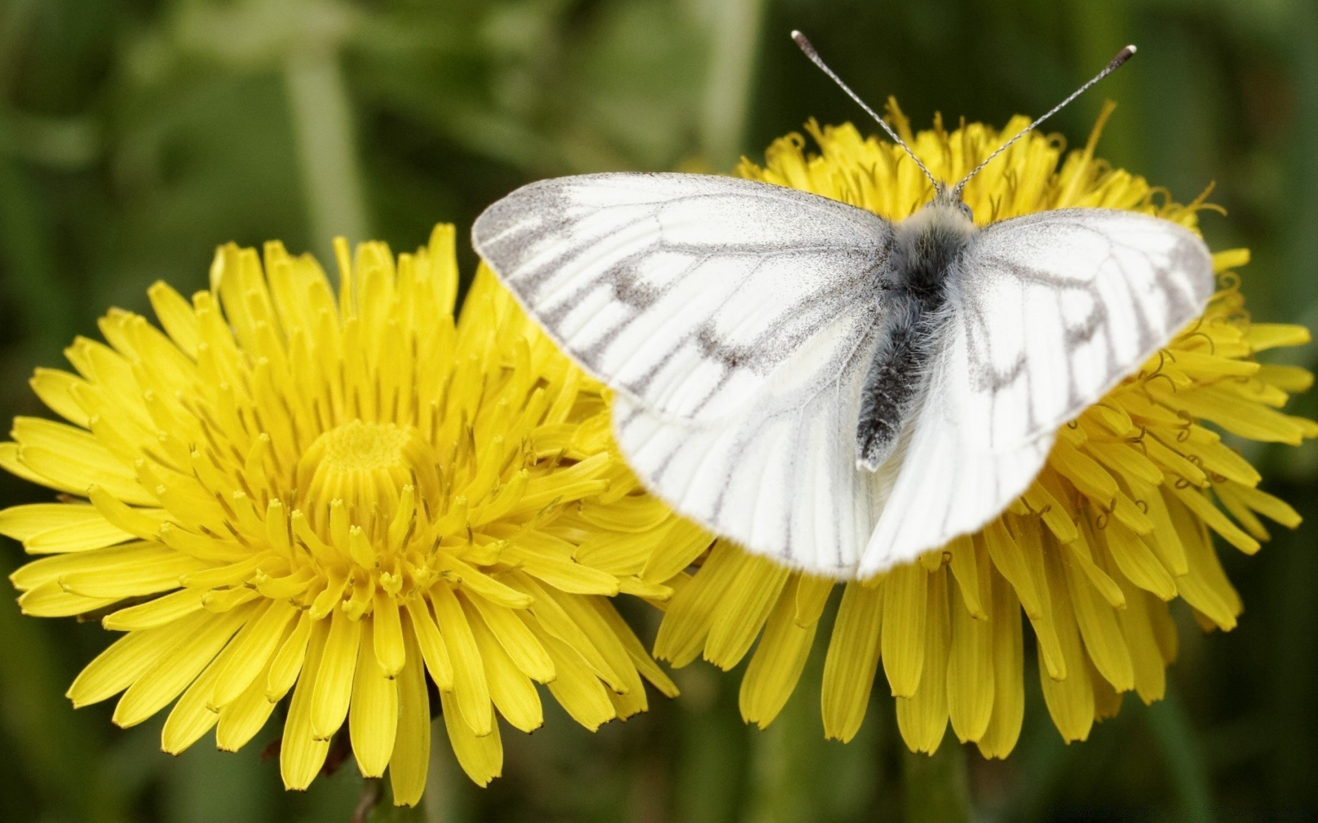 owady natura motyl owad kwiat lato mniszek lekarski na zewnątrz flora ogród kolor jasny zbliżenie skrzydło piękne sianokosy trawa środowisko