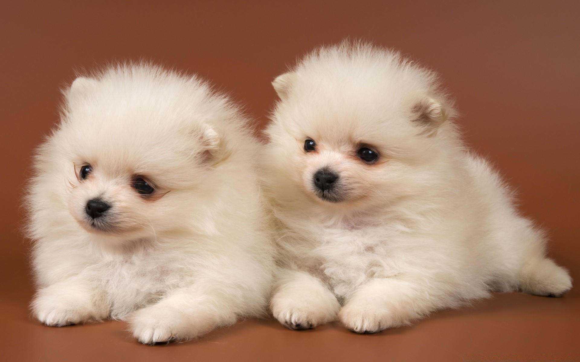 dogs dog cute mammal pet canine puppy little portrait domestic breed adorable animal purebred downy fur studio spitz sit one