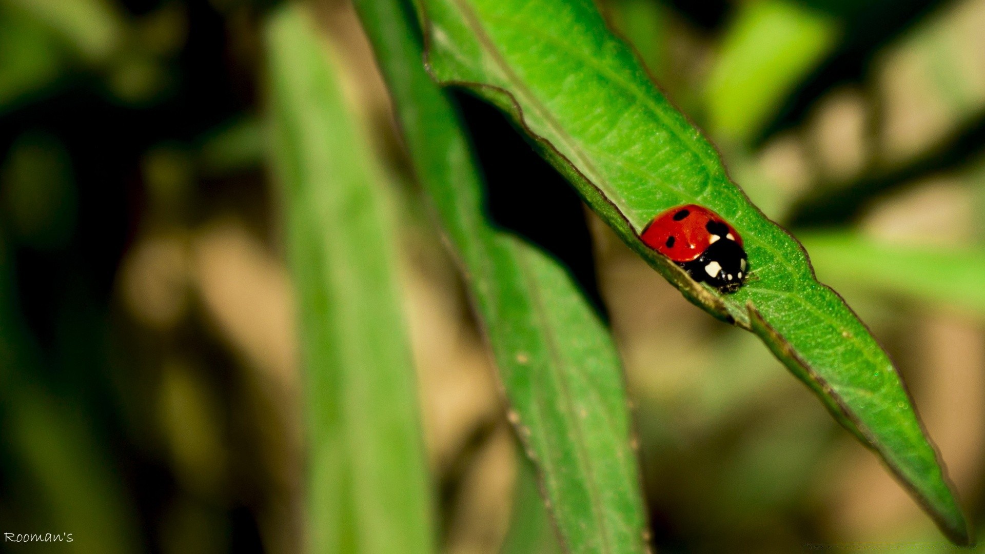 owady owad biedronka liść natura chrząszcz flora biologia deszcz ogród środowisko małe dzikie na zewnątrz trawa lato małe zwierzę wzrost zbliżenie