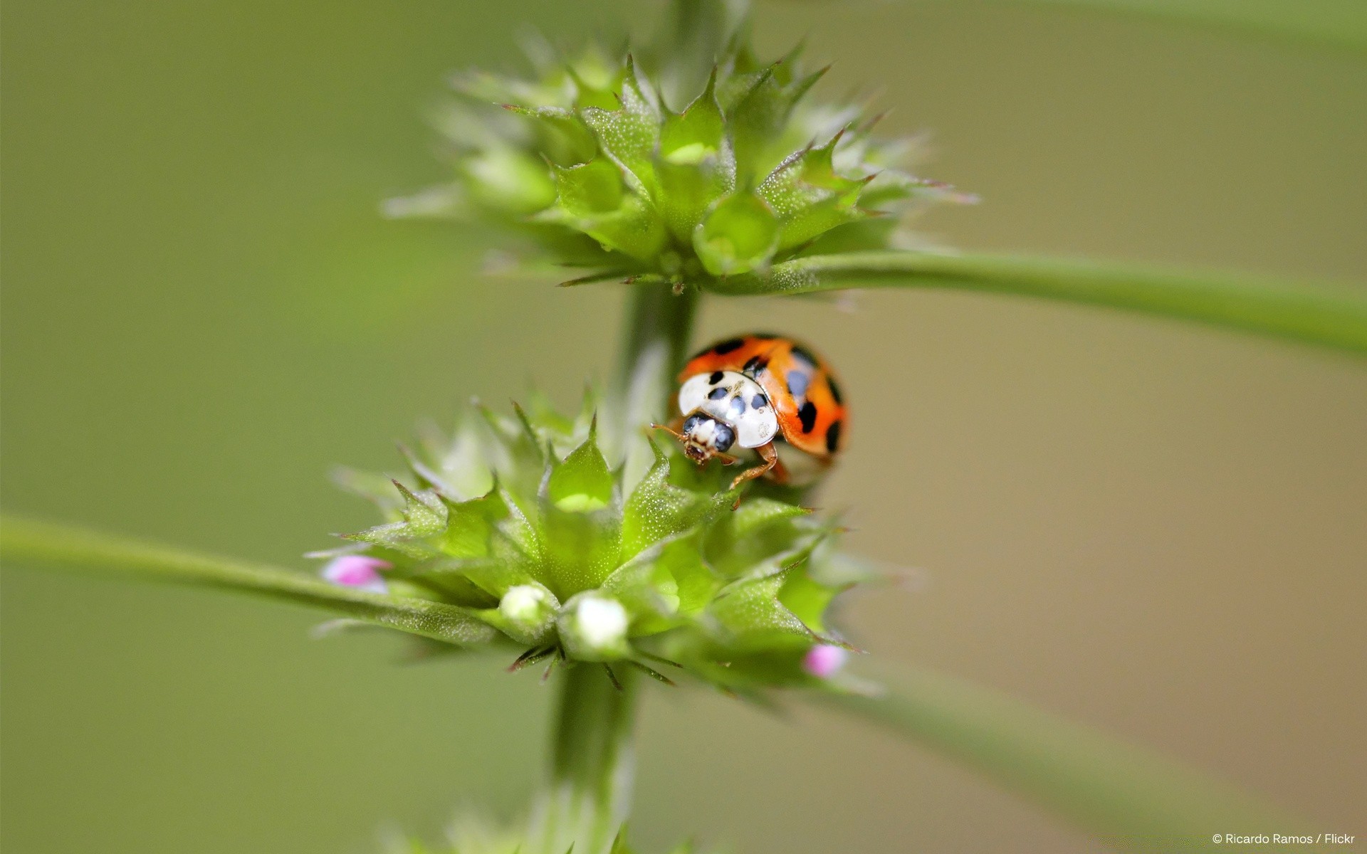 insetos inseto joaninha biologia natureza besouro grama pequeno verão folha ao ar livre flora minúsculo vida selvagem voar crescimento ambiente jardim zoologia brilhante