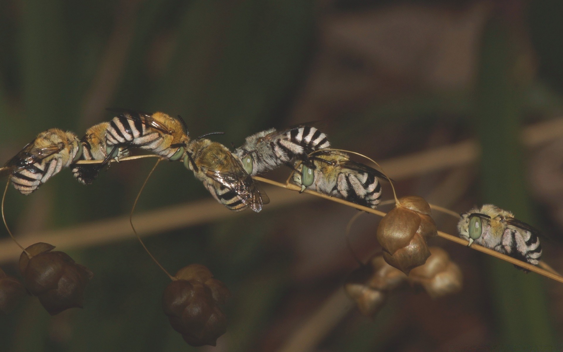 insetti insetto fauna selvatica invertebrati natura animale farfalla volare all aperto ala libellula