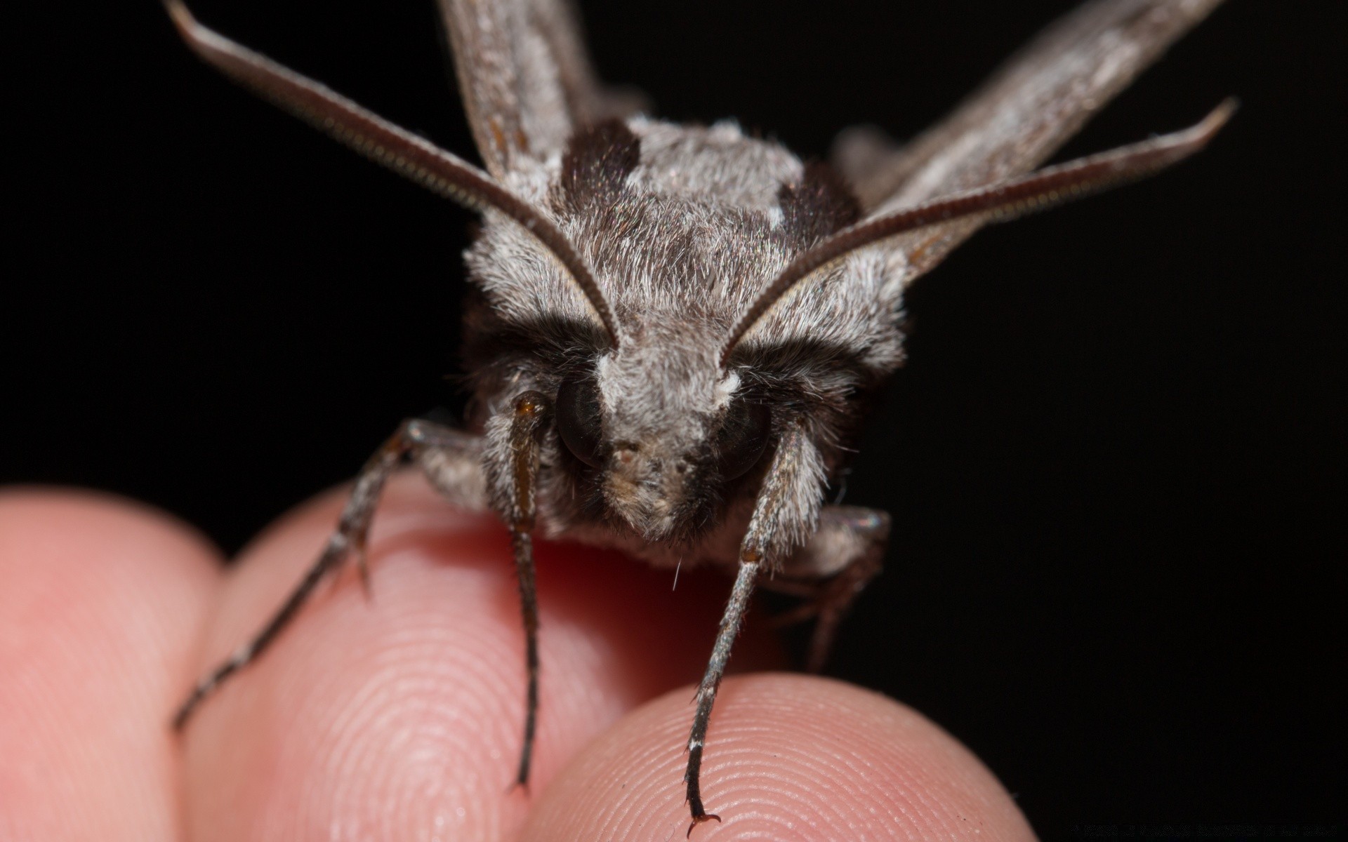 insetti insetto invertebrati natura fauna selvatica singolo piccolo primo piano animale peloso farfalla antenna