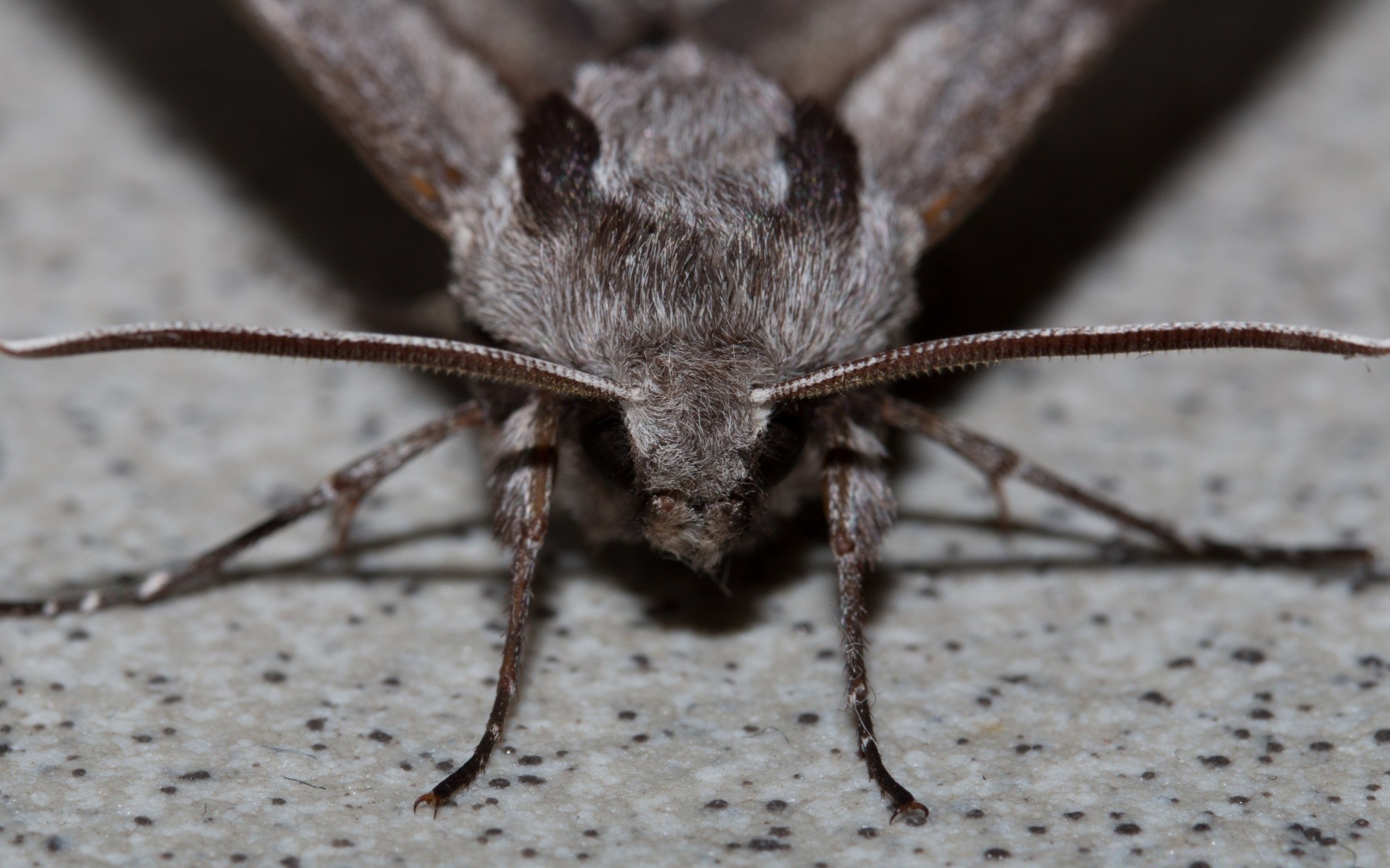 insetti insetto invertebrati natura piccolo fauna selvatica primo piano animale