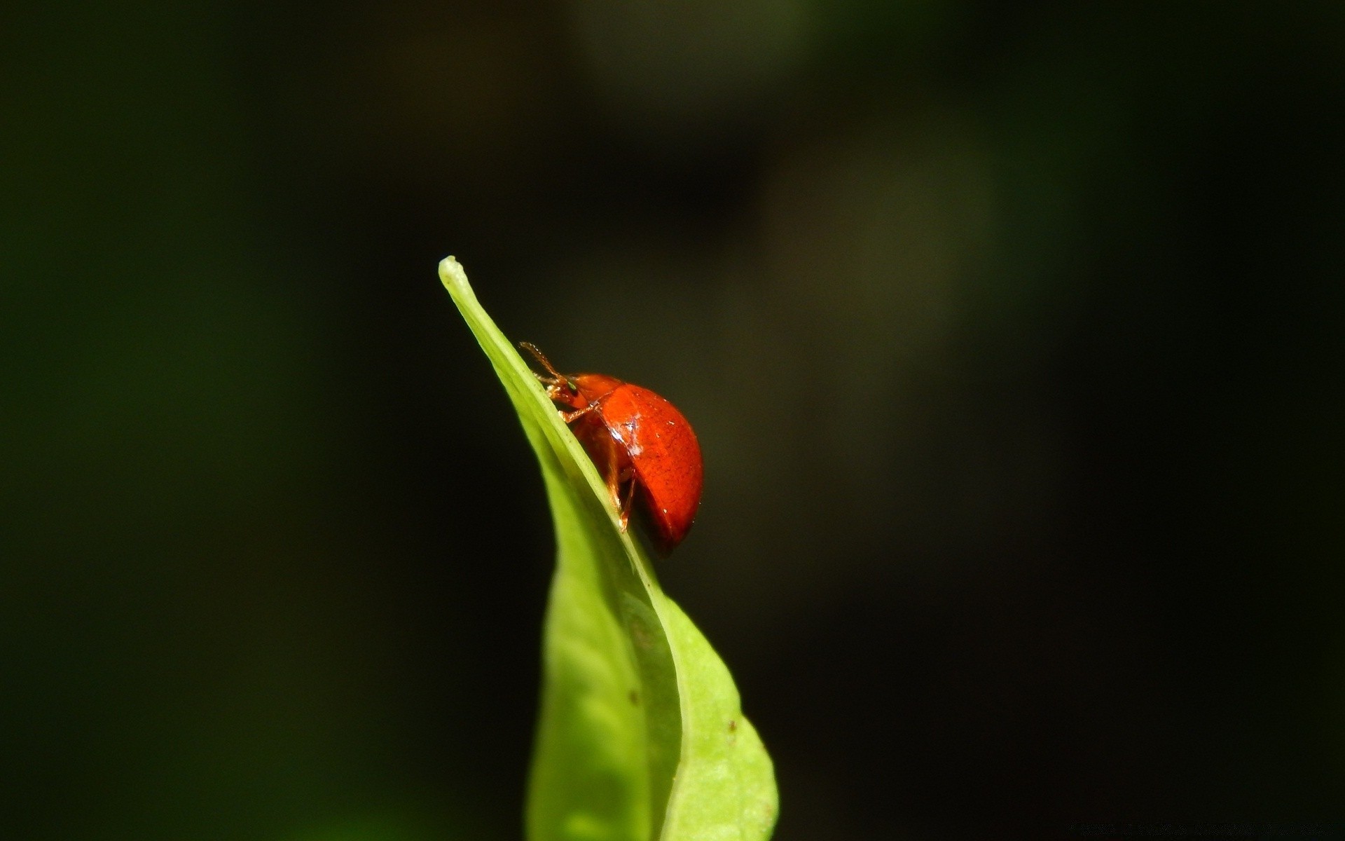 insects leaf insect nature ladybug flora rain flower biology garden summer outdoors