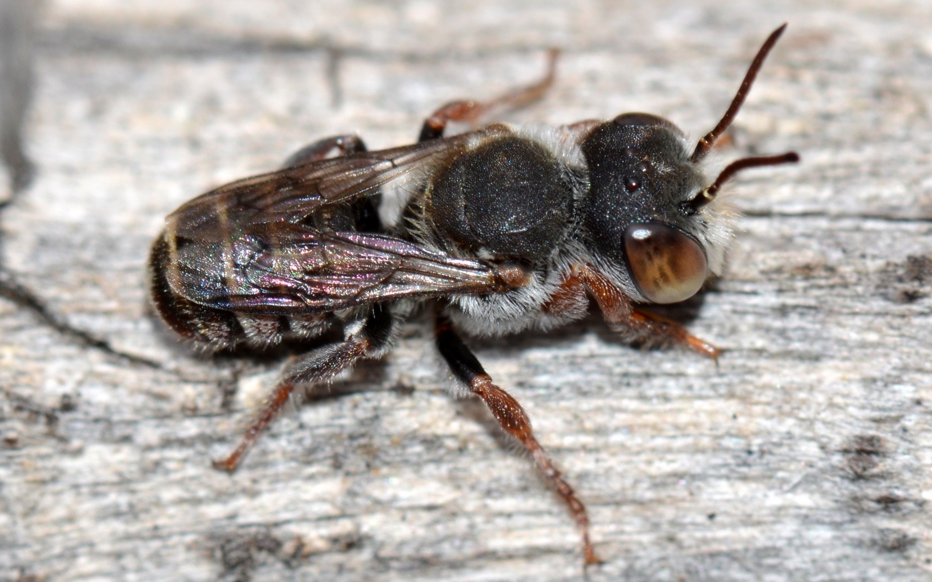 insetos inseto natureza invertebrados animal vida selvagem pequeno close-up selvagem perto besouro