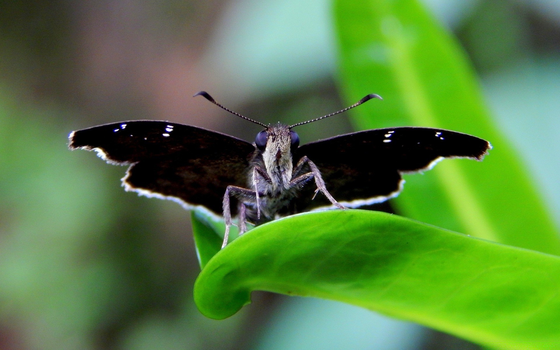 owady natura owad na zewnątrz motyl dzika przyroda liść bezkręgowce