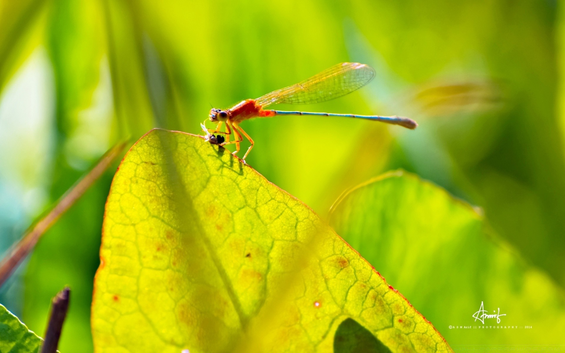 insects leaf nature insect flora garden summer little close-up fly color bright outdoors grass animal environment close rain park fall biology