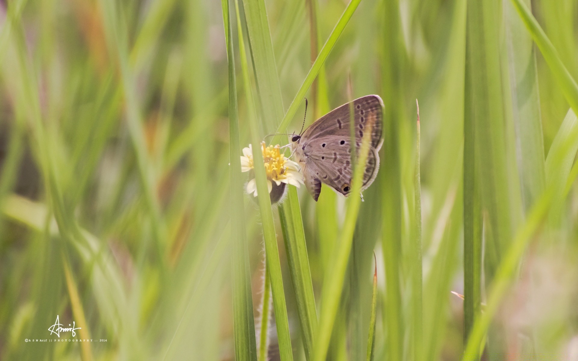 insects nature butterfly insect summer grass outdoors wildlife flora environment little animal leaf fair weather garden bright hayfield wild close-up