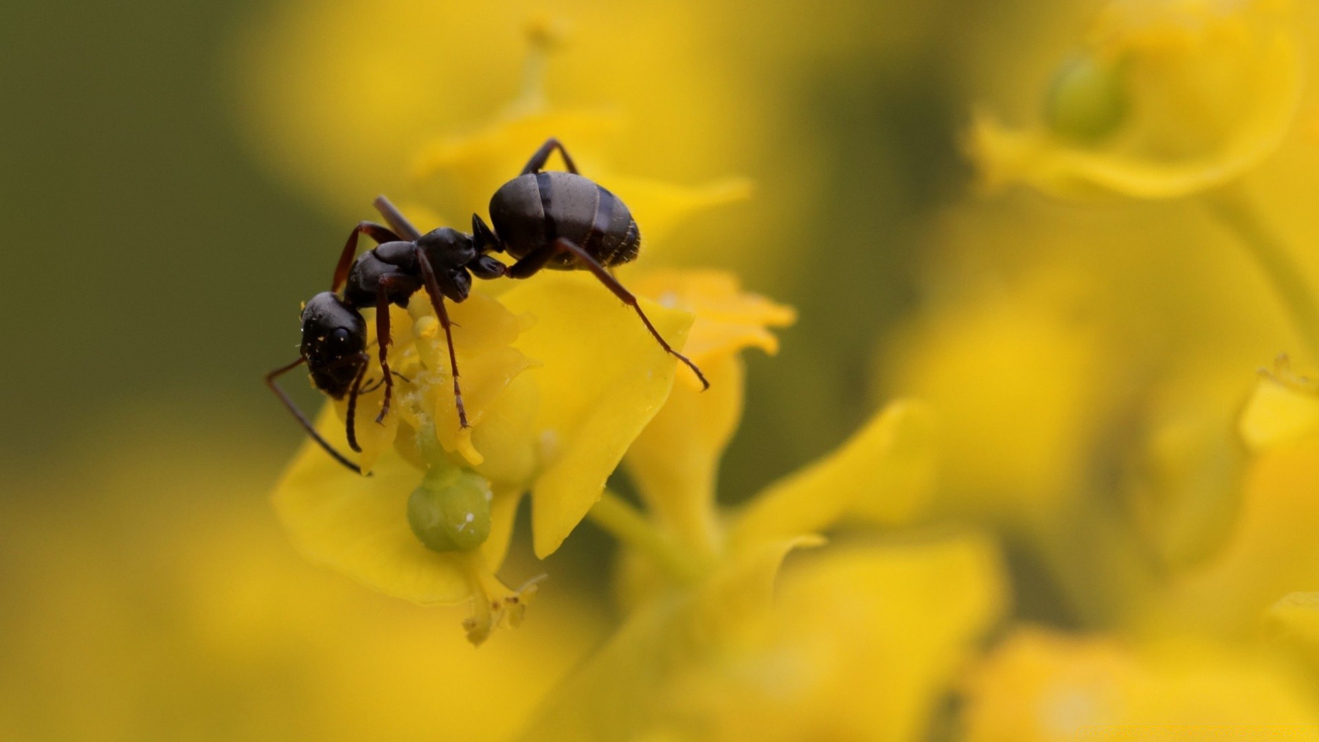 insects nature outdoors insect leaf blur summer little flora biology